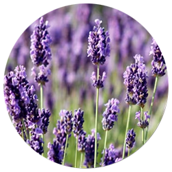 Olio Essenziale di Lavanda